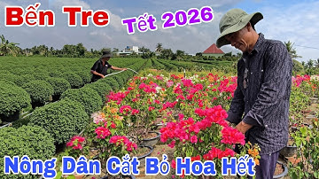 TẾT 2026 Làng Hoa Chợ Lánh Bến Tre Nhộn Nhịp Đón Xuân, Người Dân Cắt Bỏ Hoa Giấy Vì Điều Này