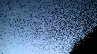 Birds of Beebe, AR