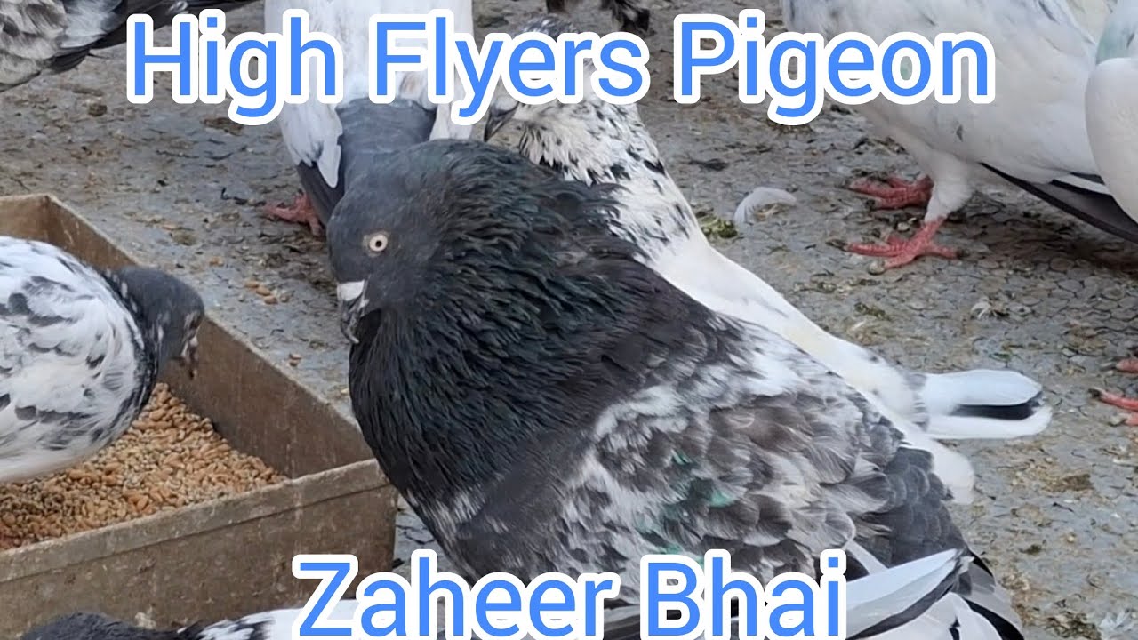 Zaheer Bhai Ki Udan Wale Kabootar Ki Taiyari, High Flyers Pigeon, Maharashtra Mumbai 