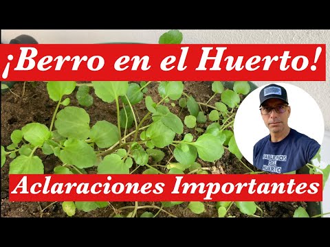 Video: Cómo Cultivar Berros Rápida Y Fácilmente En El Alféizar De Una Ventana