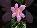 pink 🩷 Lily #flowers #shortsfeed #nature #youtubeshorts #viral #ytshorts #shorts #dhanteras
