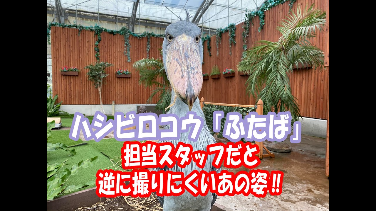 ハシビロコウ「ふたば」の担当スタッフだと逆に撮りにくいあの姿【掛川花鳥園公式】