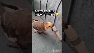 MITO’S MOST ANNOYING VICTIM..😊#mito #funnyanimals  #funnybirds  #parrot #petbirds #cutebirds