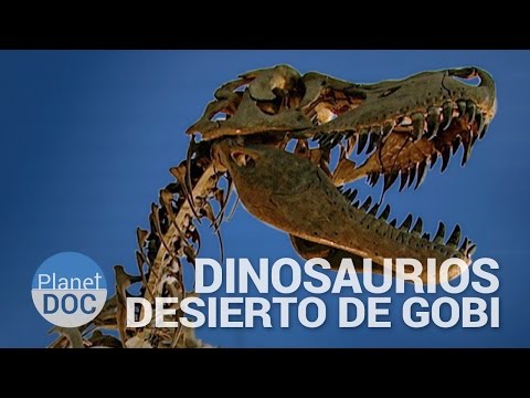 Vídeo: Se Encontró Un Gran Esqueleto De Dinosaurio En El Desierto De Gobi - Vista Alternativa