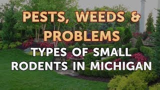 Types of Small Rodents in Michigan