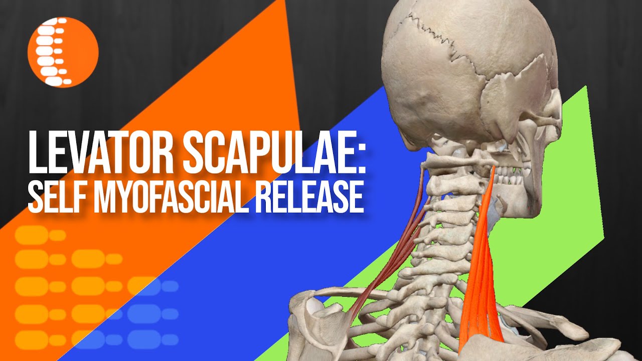 Self myofascial release of levator scapulae Dr Notley Chiropractor