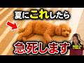 【見逃すと危険】犬が暑い時に見せるサイン7選