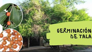 Como germinar semillas del árbol nativo TALA - ARGENTINA