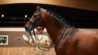 Equestrian Competition Coat Almond with Navy accents