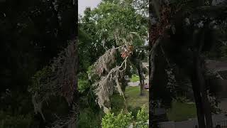 4500 pound limb getting crane 🏗️💪💪💪