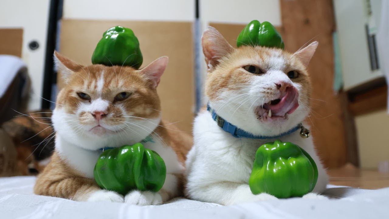 かぐら南蛮 のせ猫 251028 - YouTube