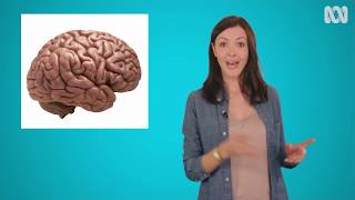 Vanessa's Top 5 Brain Facts - Sciencey