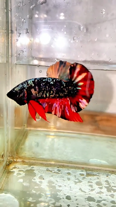 IKAN CUPANG AVATAR NEBULA COPPER GOLD ⚫🔴 #cupangindonesia #ikancupang #betta #bettafish