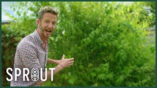 Famous Gardening Tips for Autumn - Pruning, Planting & Growing Giant Veg Wealth