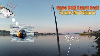 Cape Cod Canal seal steals my striper!