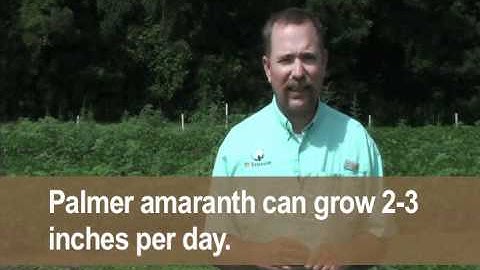 Identifying & Managing Glyphosate Resistant Palmer Amaranth - Tennessee Soybeans
