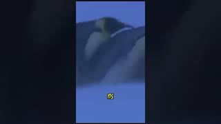 Why do penguins huddle together in extreme cold?