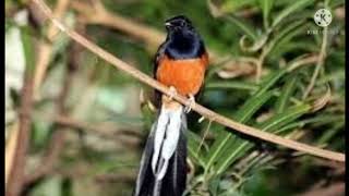 Suab Noog Taw Ncuav Dib Tuaj Zoo Heev