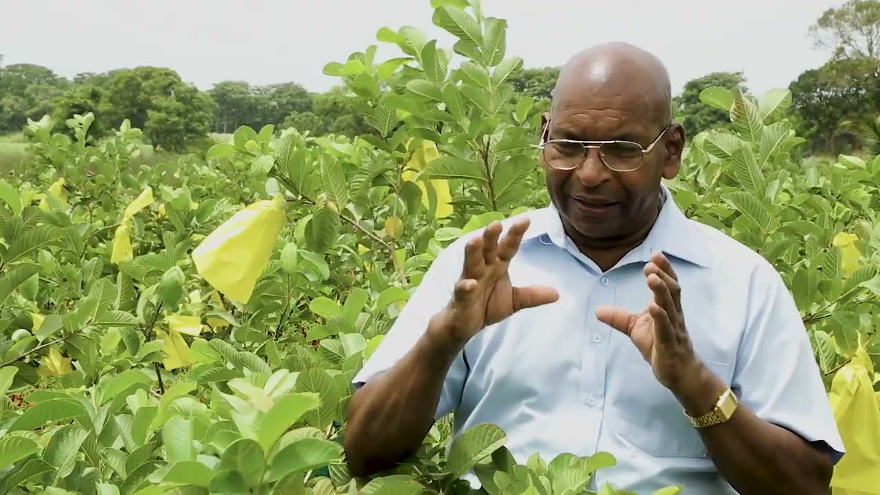 High Density Double Raw Guava Cultivation Dambulla - part 02 - Sinhala