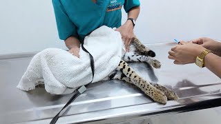 Cost of keeping an African Serval as a pet - Vet