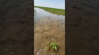 Fish Trying to Escape, But There’s No Way Out!