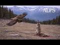 WILD ALPS | Discover the Predators of the High Mountains of Switzerland | Animal Documentary