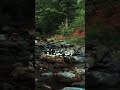 قال له صاحبه وهو يحاوره أكفرت بالذي خلقك من تراب ثم من نطفة ثم سواك رجلا الشيخ أحمد نعينع قرءان