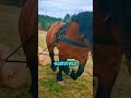 HOW Horses Do What Machines Can’t in the Forest 🐴🌲 #shortfeeds #shorts