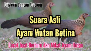 SUARA PANCINGAN AYAM HUTAN BETINA BUAT MIKAT JANTANNYA