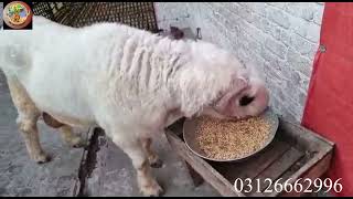 Mundra Chatra Farming In Stan Bakra Eid Bakra Farm