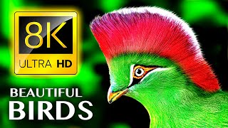 คอลเลกชัน BIRD ที่ยิ่งใหญ่ที่สุดใน 8K 60FPS HDR