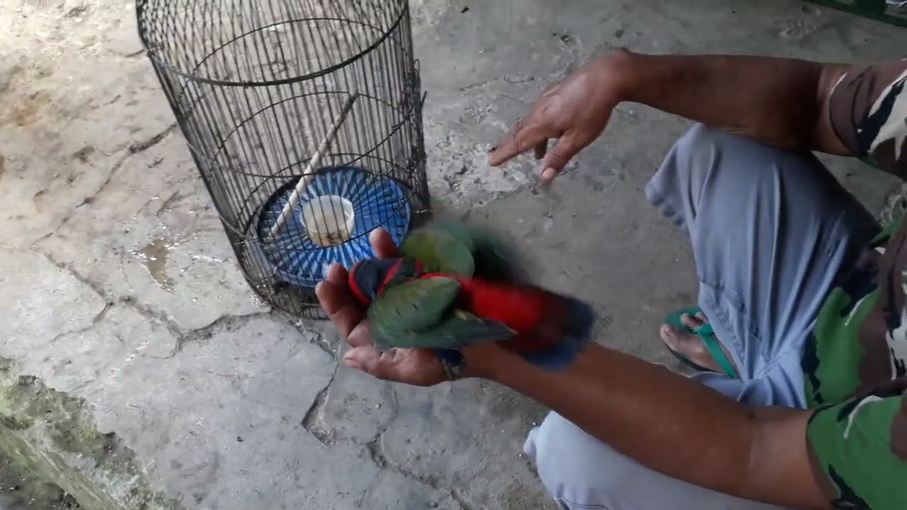 Lolohan burung nuri hasil ternak kebumen