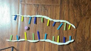 DNA Replication Stop Motion Animation