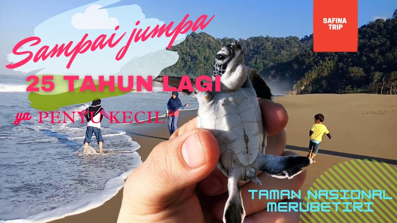 Pantai Sukamade, rumah penyu bertelur di Taman Nasional Meru Betiri (Part 2 : Melepas anak penyu)