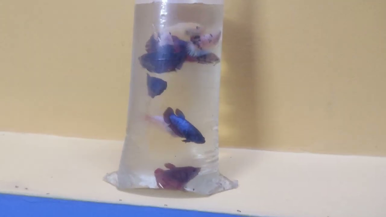 female fancy plakats