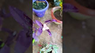 Tumi moner vitor mon ❤️🌹🌼...#shorts #youtubeshorts #tree #trending #garden #nature #viralreels