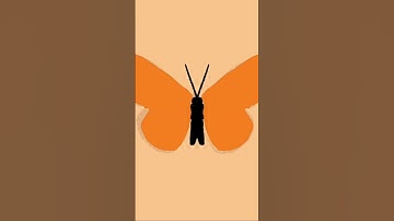 Animated Butterfly 🦋 on Procreate #shorts #youtubeshorts #animation
