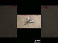 котенок Vs мотылек #котёнок #охота  #прикол