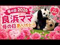 母の日に伝えたい…良浜ママありがとう🐼