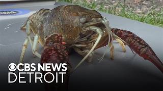Michigan environmental advocates say to be on lookout for invasive red swamp crawfish