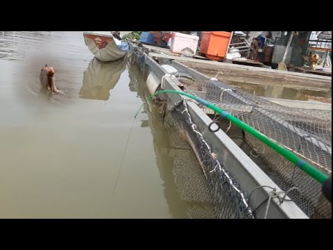 Video Câu cá dảnh sông tiền,chưa ra hết cần cá đã ăn cấm đọt - youtube