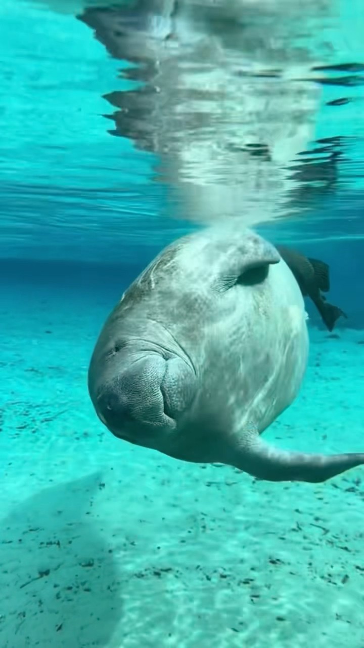 #JasonDeruloTV // Manatee Swimming ? #GotPermissionToPost From TT @natalieelongo #FromTheIslands