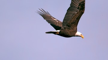 Episode 7: Bald Eagles - Epic Slow Mo