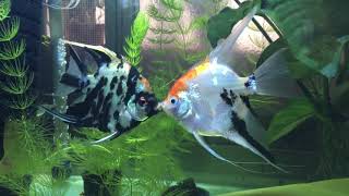 1100112 魚缸現況17 神仙魚 接吻親嘴