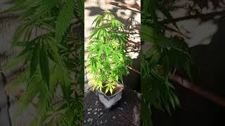 Outdoor organisch beweglich abends Ed Rosenthal Superbud reg. Hypnotic Express Superseed 