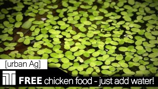 Duckweed: Free Chicken Food - Just Add Water (and Fish)