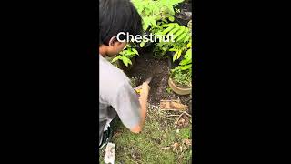 NSTP TREE PLANTING