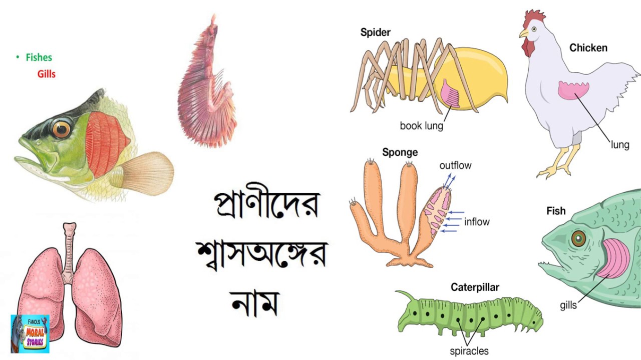 STORY CARTOON CHANNEL! VARIOUS ANIMALS NAMES & THEIR RESPIRATORY ORGANS
