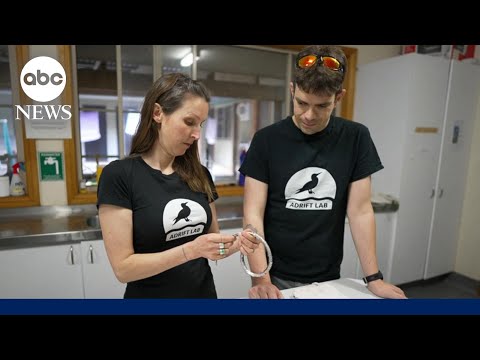 What S Killing The Birds Part 1 Scientists Find A Disturbing Eco Trend