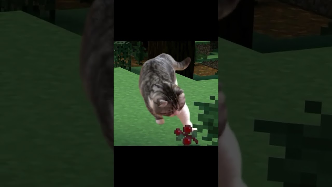 me around sweet berry bushes 